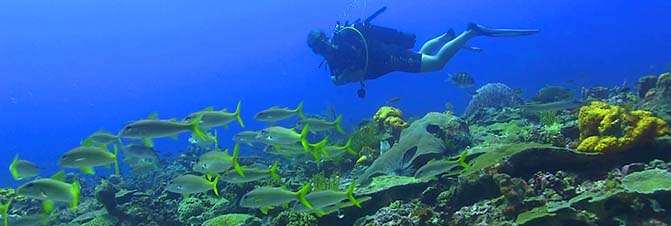 Plongée sous marine en Martinique